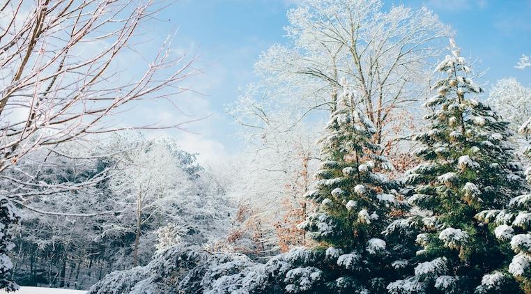 winter snow trees 